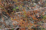 Juniper leaf <BR>Rustweed